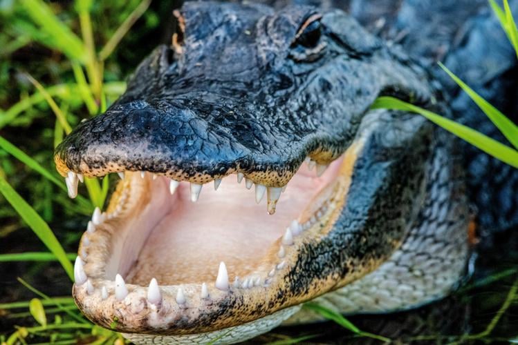 SPEAKING OF NATURE: Alligators vs. crocodiles | Lifestyle 