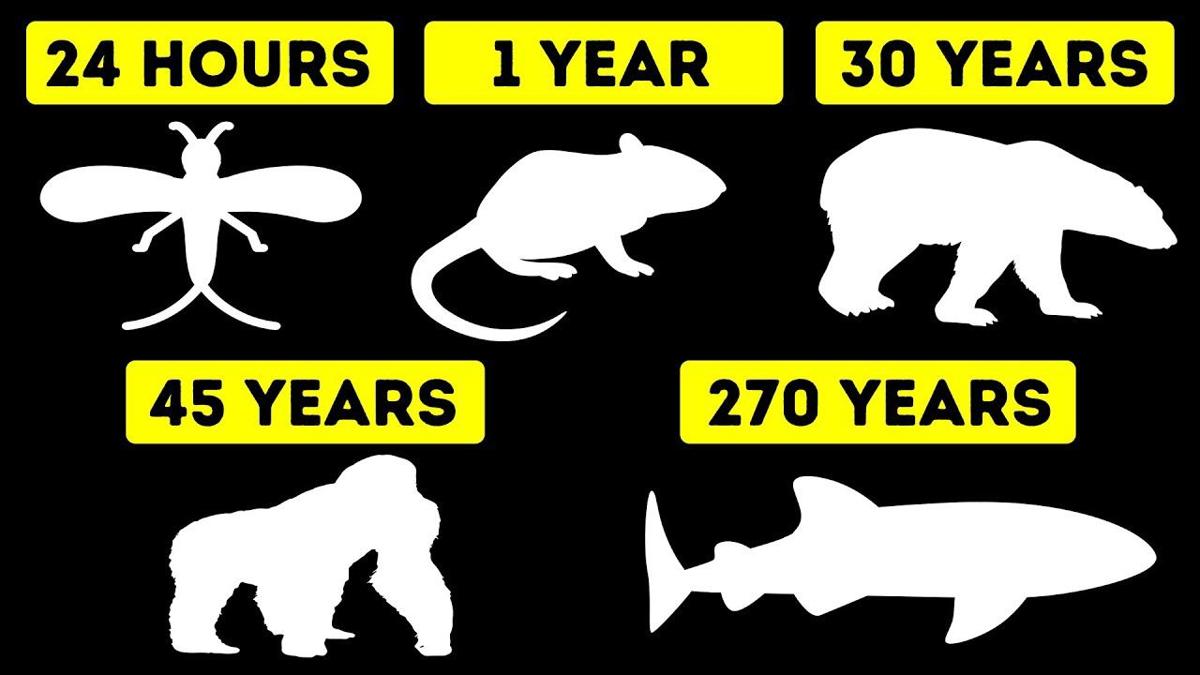 The Shortest and Longest Lifespans of Animals | Videos 