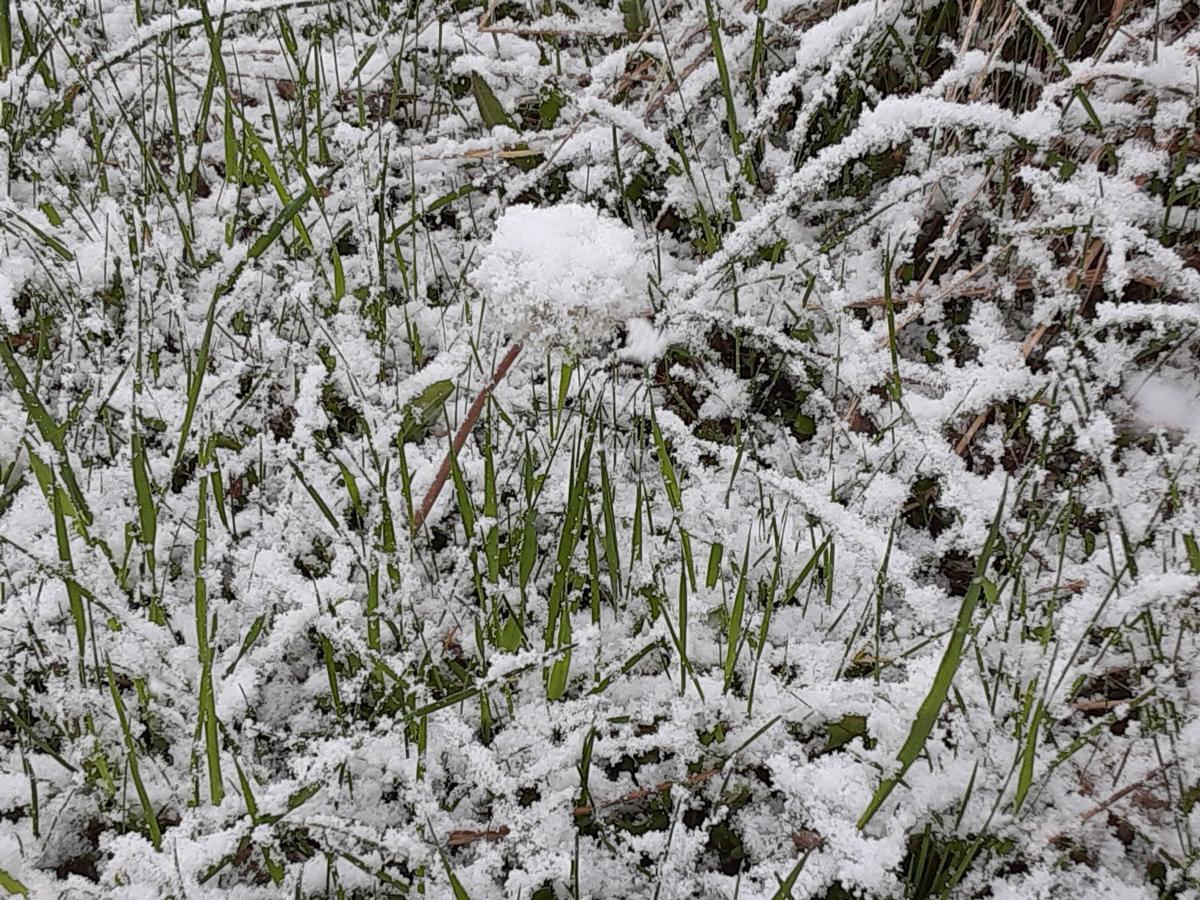 VIEWFINDER: Frozen dandelion