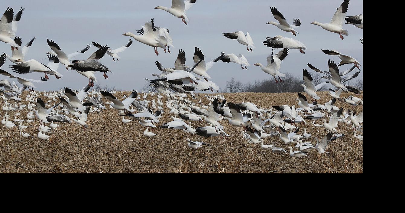 Bird flu striking snow geese around Seneca Lake | News | fltimes.com