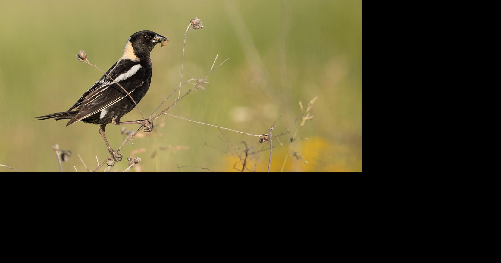 When wildfire smoke rolled in from Canada, these birds went quiet