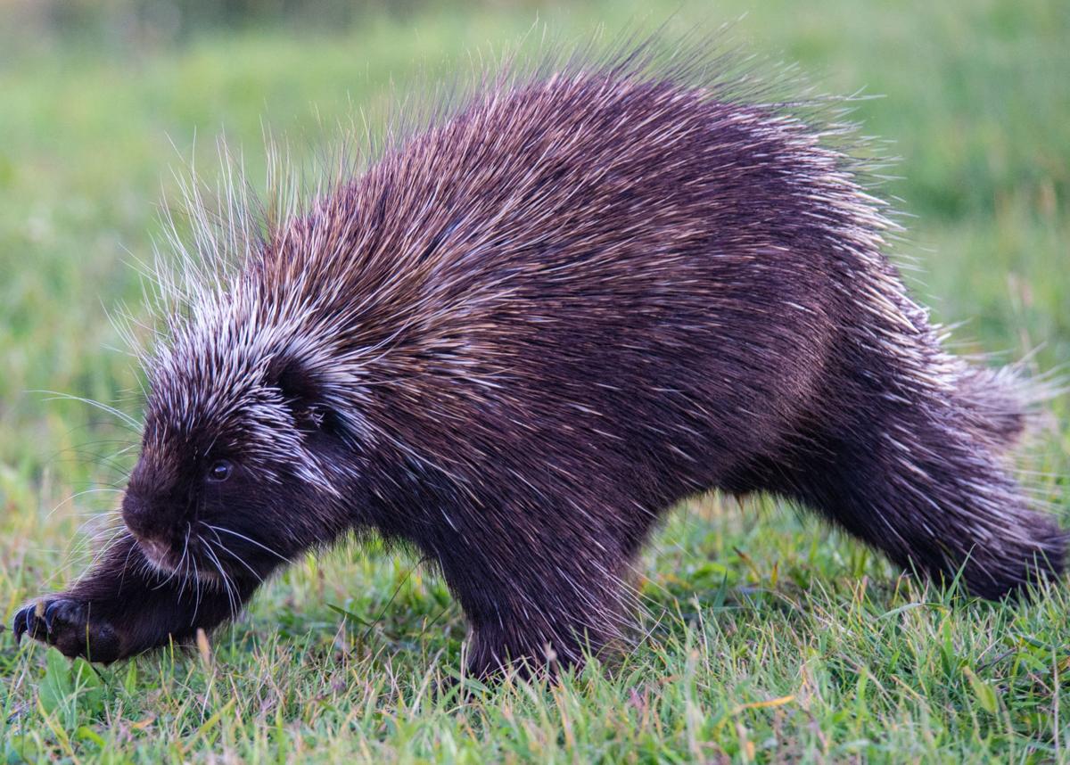 SPEAKING OF NATURE Porcupines 'unloved' but interesting