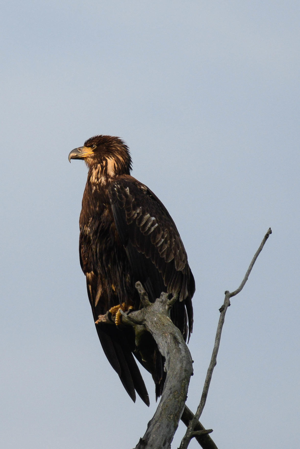 Speaking Of Nature Eagles Brought Back From The Brink