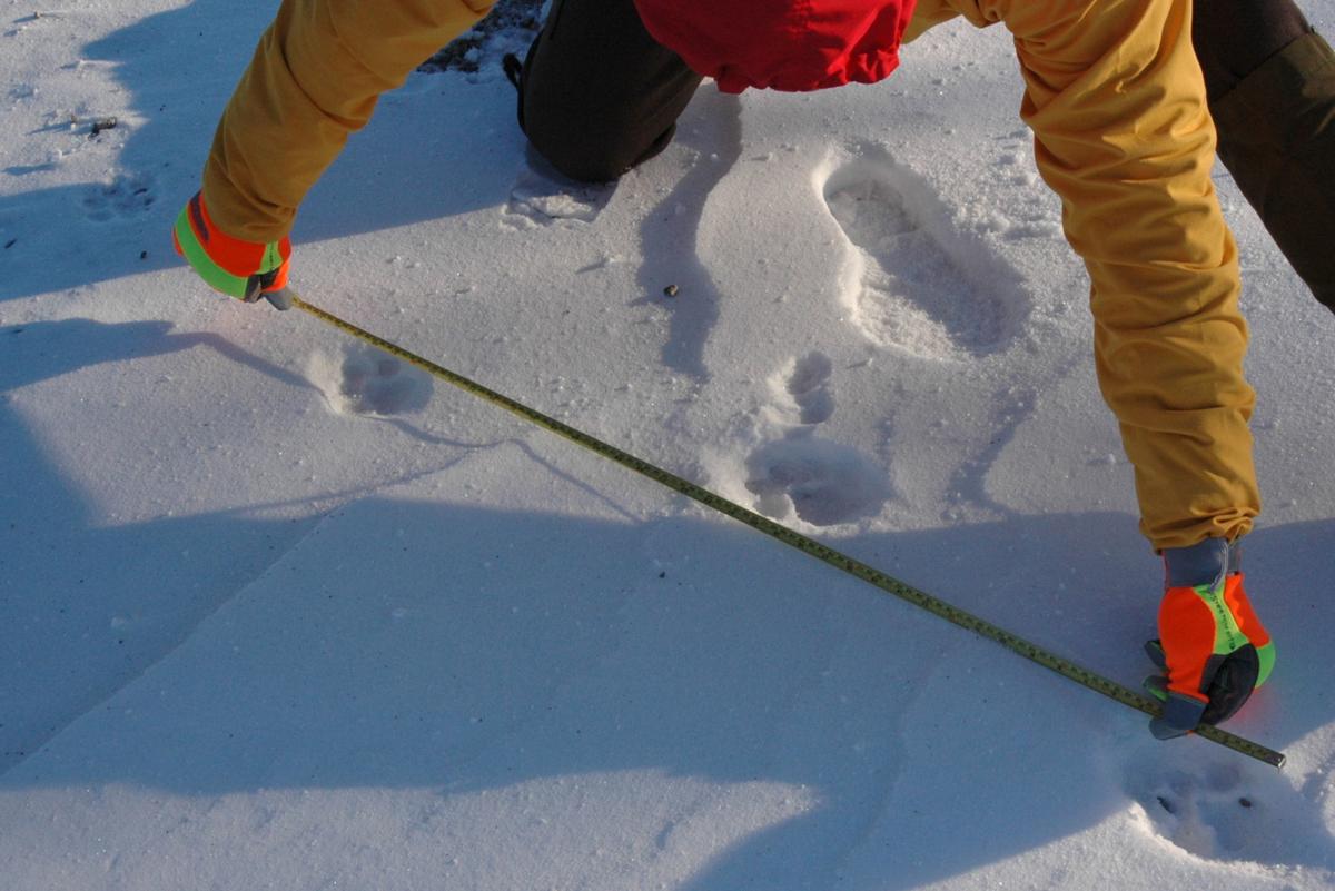 Speaking Of Nature In Search Of The Elusive Mountain Lion Lifestyle Fltimes Com Above is a diagram representing mountain lion tracks and a track of a large canine such as gray wolf. elusive mountain lion