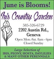 Iris Country Garden