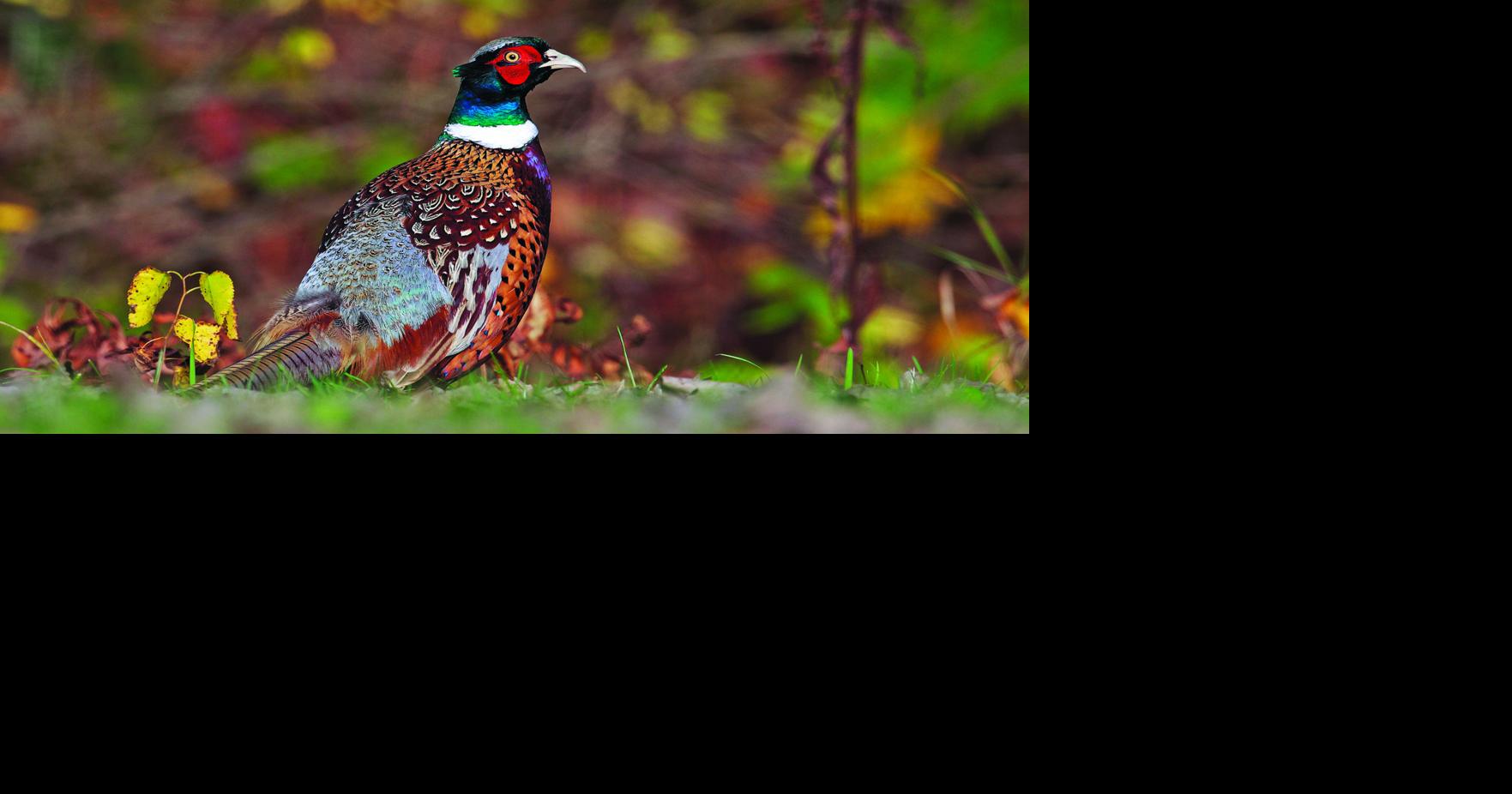 LIFE BY THE LAKES: Pheasant-rearing program getting underway ...