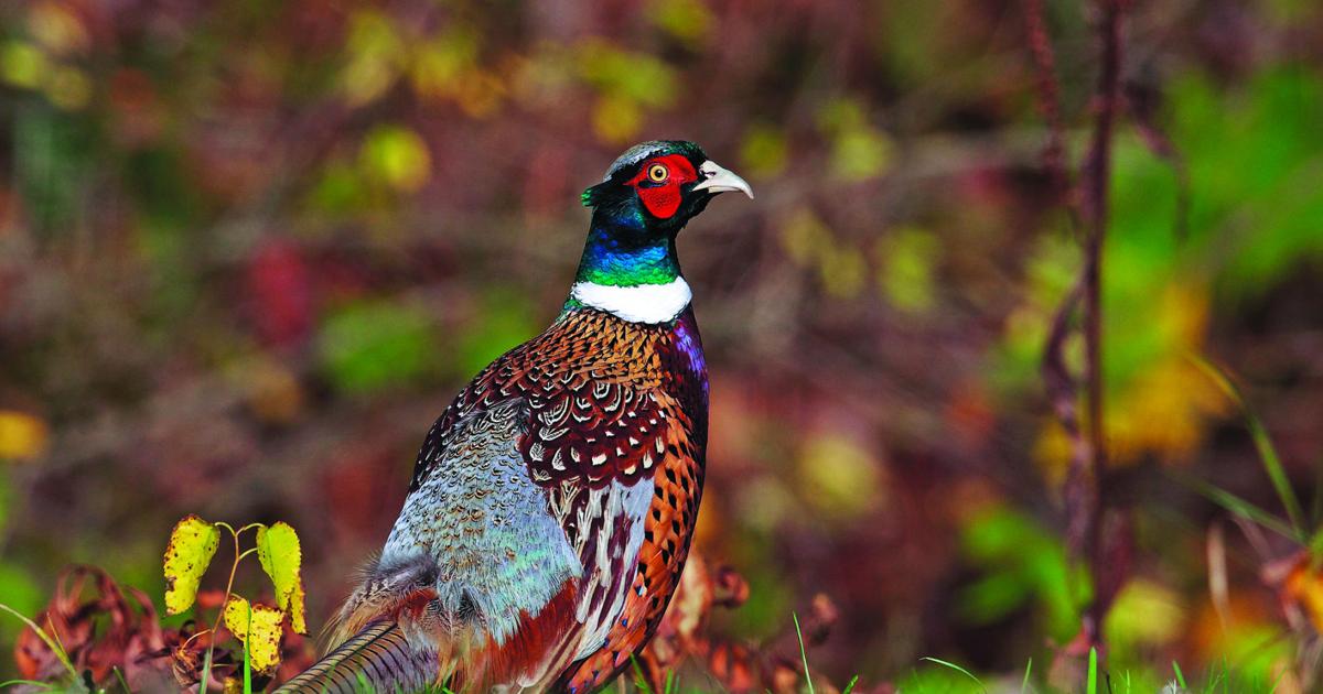 Pheasant Rearing Field LIFE BY THE LAKES: Pheasant-rearing program getting underway ...
