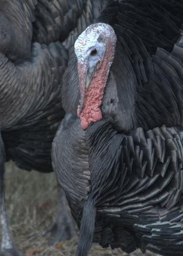 10 Pieces - BLACK BRONZE Wild Turkey Wing Feathers