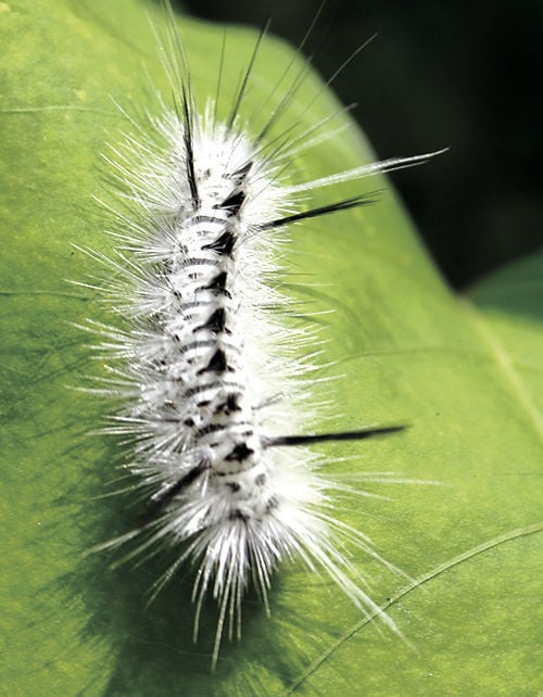 Don't touch white caterpillars, experts say News