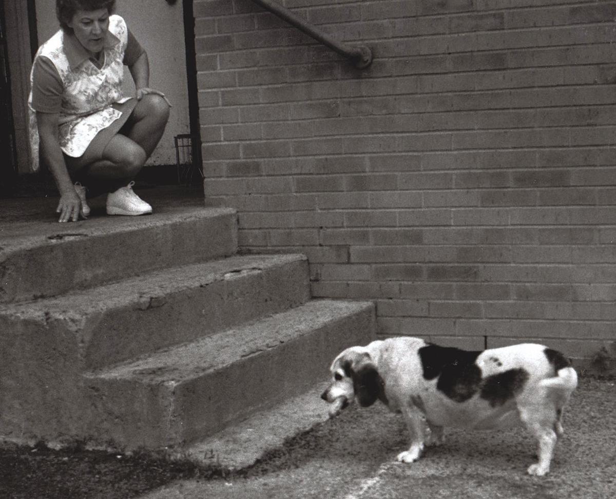 Mooching pooch