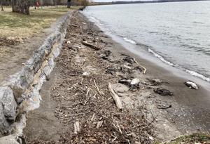 Bird deaths hit Seneca Lake shoreline again