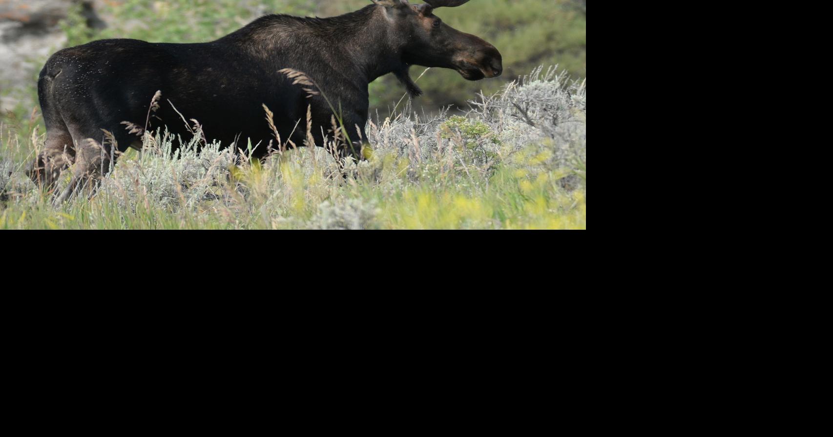 Pictures of a Moose  : Majestic Moose Sightings