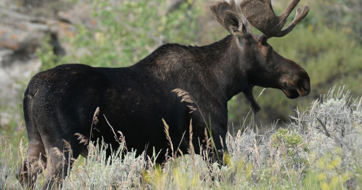 Pictures of a Moose : Majestic Moose Sightings