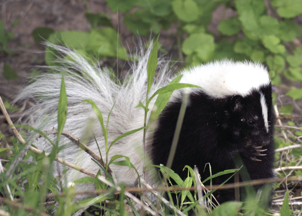 SPEAKING OF NATURE On the trail of skunks Lifestyle