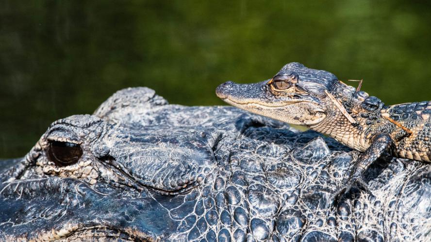 The Slow Evolution Of Crocodiles - Asian Scientist Magazine