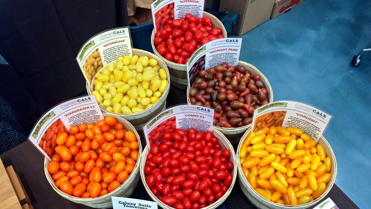 Moonbeam, a tomato developed in Geneva, takes orbit News