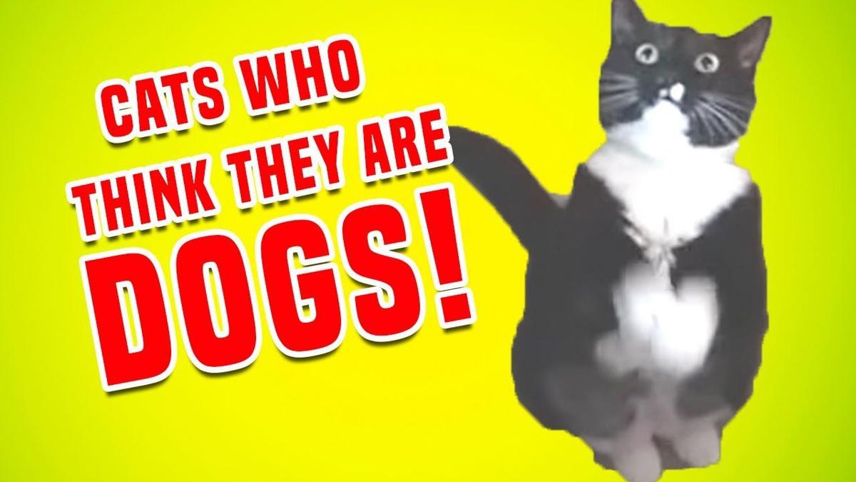 Funny Cats and Dogs Compilation 