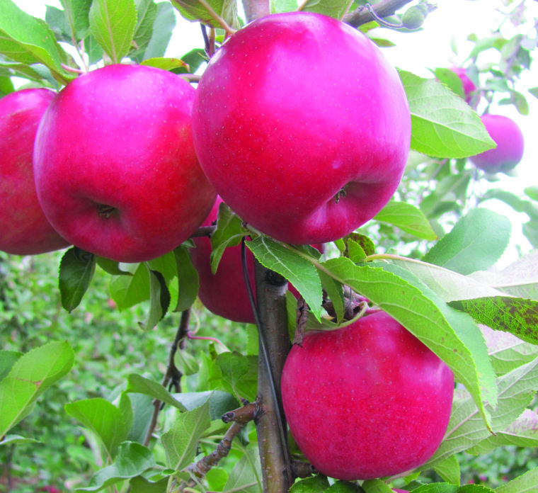 ruby red frost apple