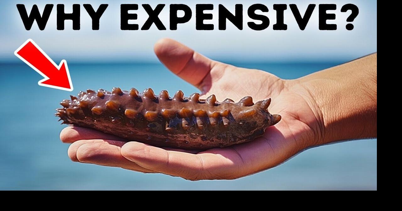 Sea Cucumbers Are Extremely Expensive, Here's Why Videos