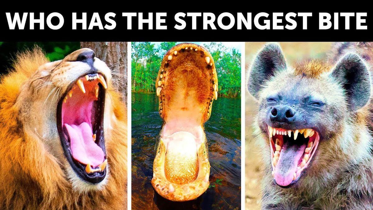 Who Has the Strongest Bite on Earth | Videos 