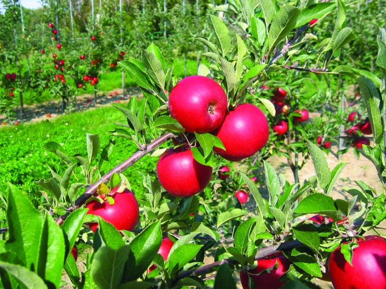 ruby red frost apple
