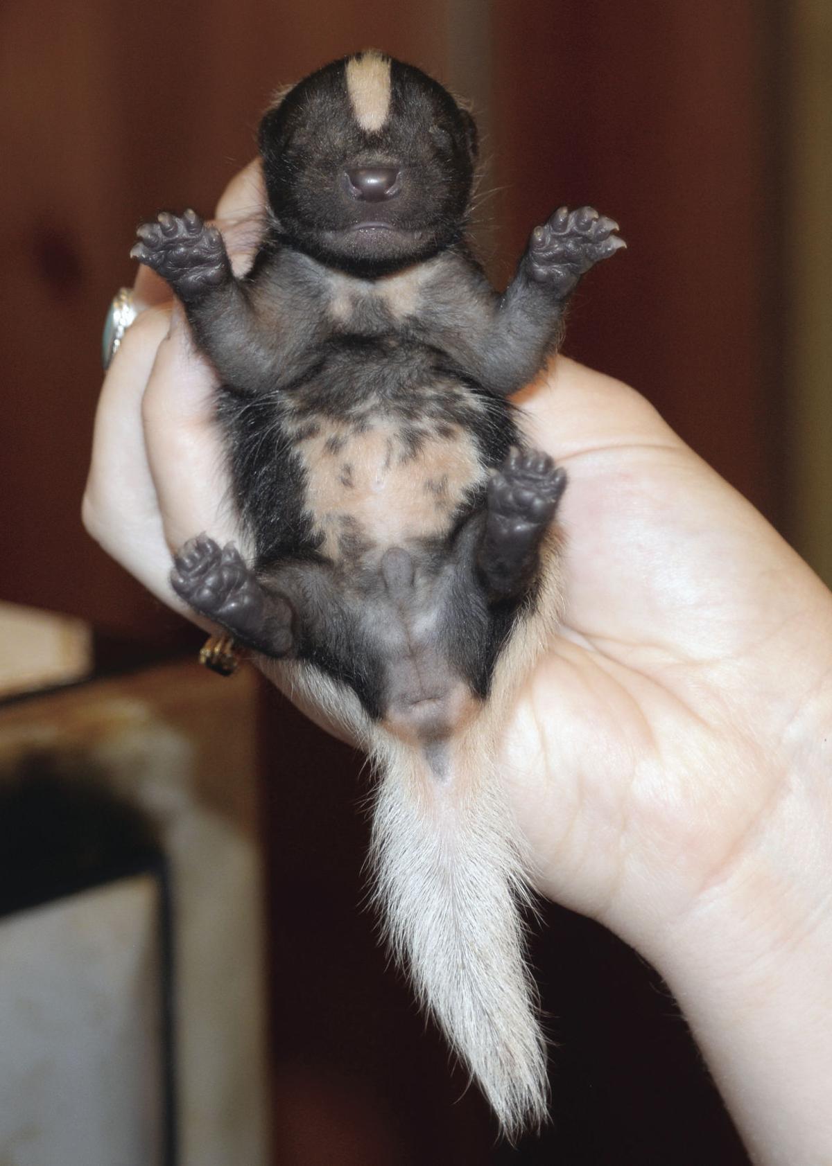 SPEAKING OF NATURE On the trail of skunks Lifestyle