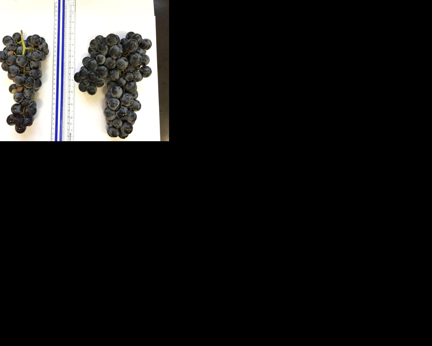 A grape of mountainous proportions | News | fltimes.com