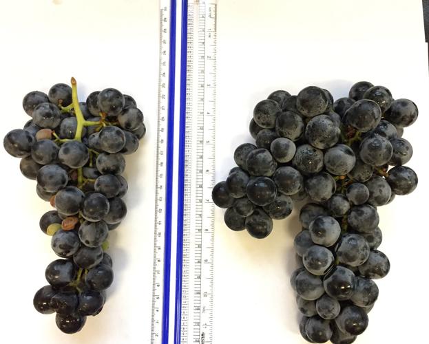 A grape of mountainous proportions | News | fltimes.com