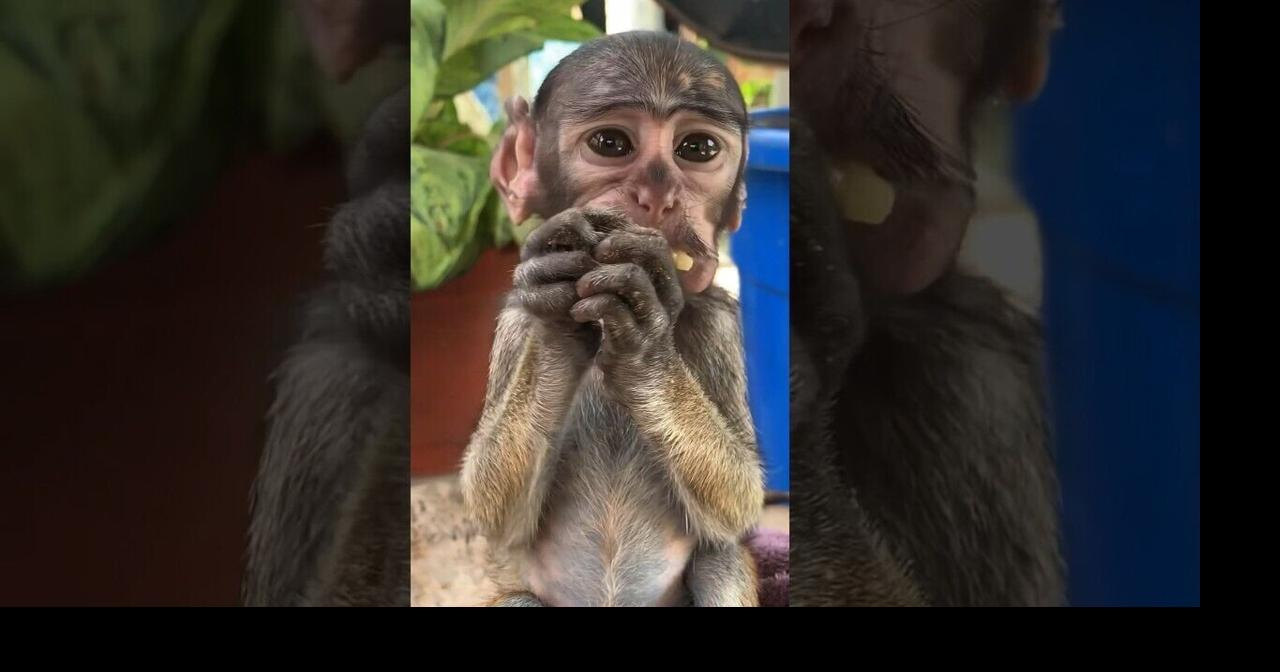 Changing A Baby Monkey’s Life l The Dodo #animals #wildlife #monkey ...