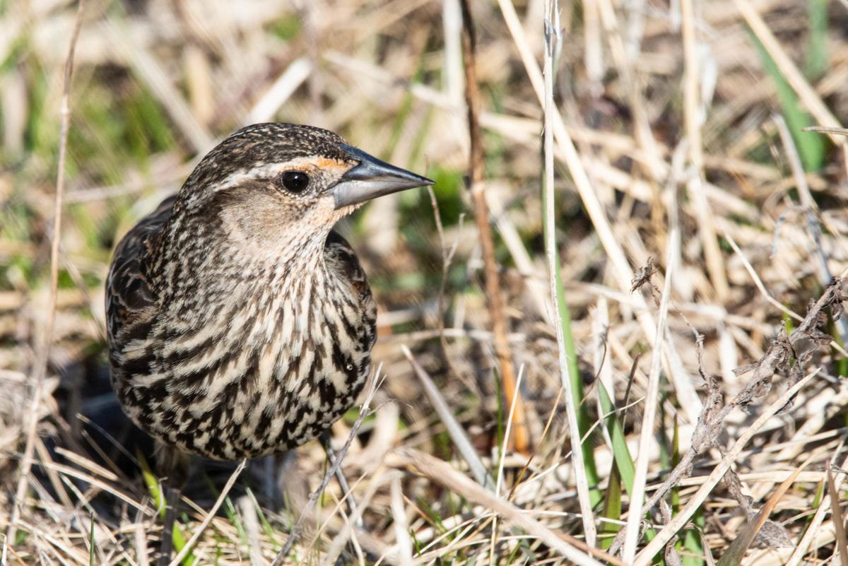 Speaking Of Nature Love Of Birding Started With A Red Winged Blackbird Attack Lifestyle Fltimes Com