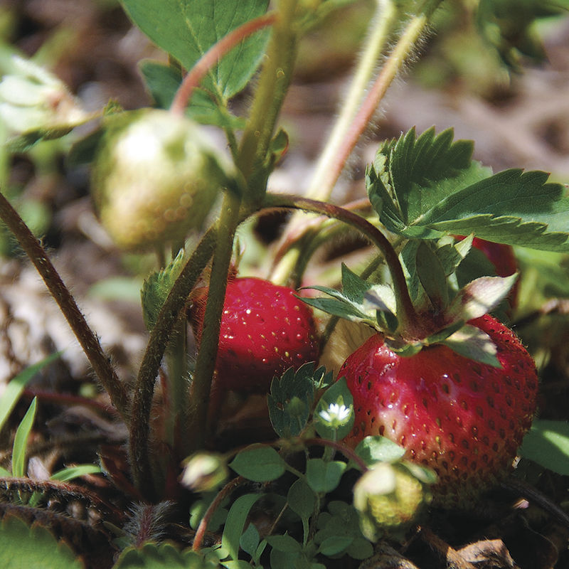 Tomion's Farm Market