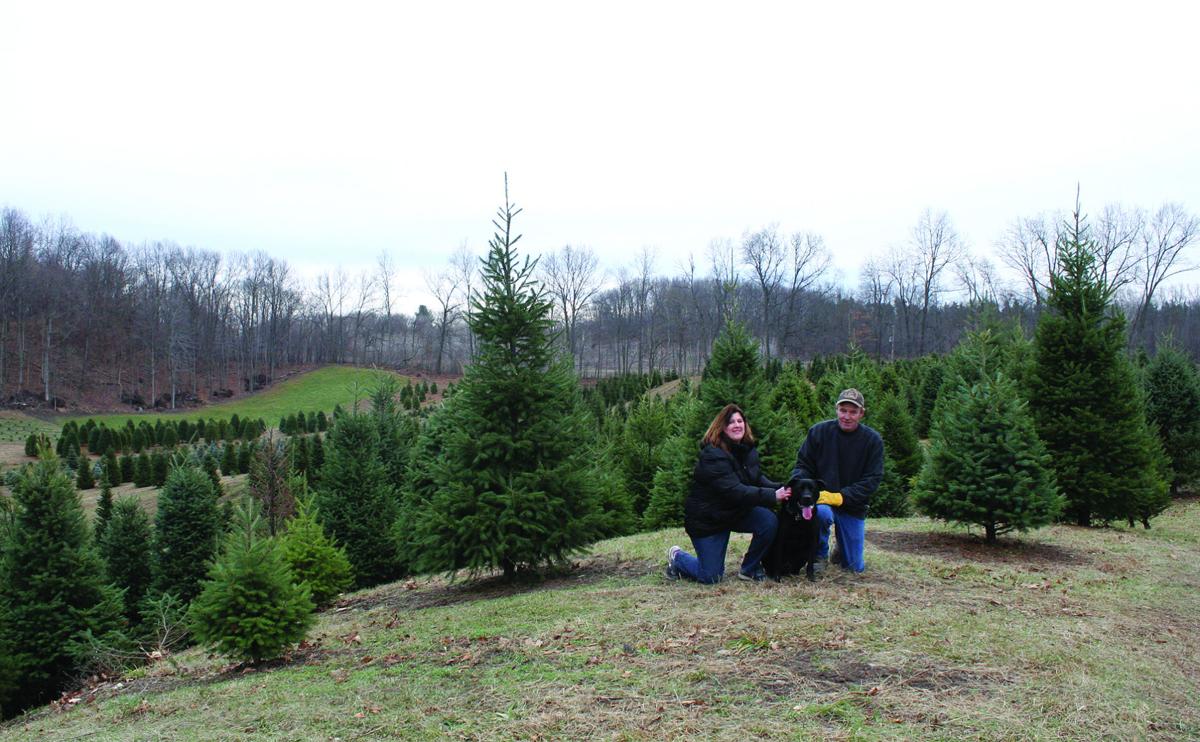 business of the week pinewood road christmas tree farm business of the week pinewood road christmas tree farm