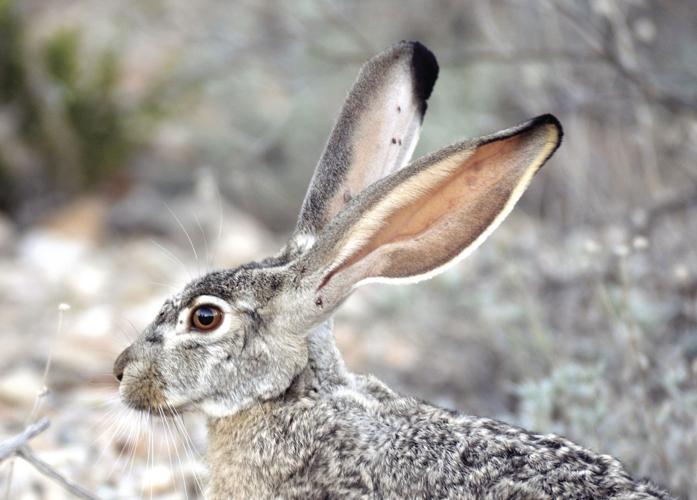 SPEAKING OF NATURE: Rabbits and pikas and hares, oh my!, Lifestyle