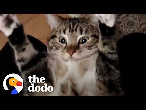 Guy Starts With Fostering One Cat Then Gets Hooked | The Dodo | Pets | Guy Starts With Fostering One Cat Then Gets Hooked | The Dodo | Pets |