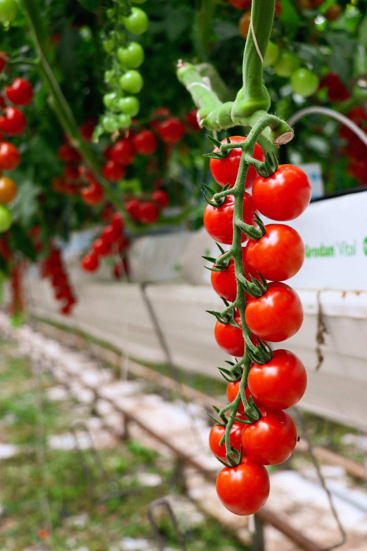 Intergrow growing again; tomato grower completes second phase of ...