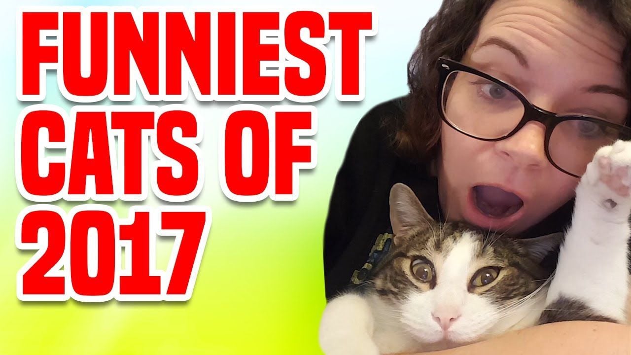 America's funniest clearance cat videos