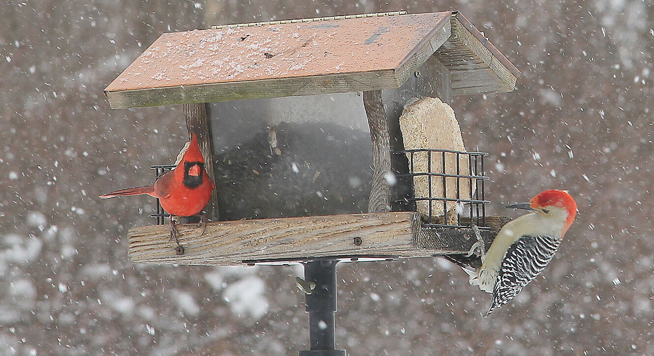 herman brothers bird seed