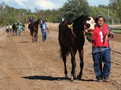 Four horses dead within six days at Finger Lakes Gaming & Racetrack Four horses dead within six days at Finger Lakes Gaming & Racetrack