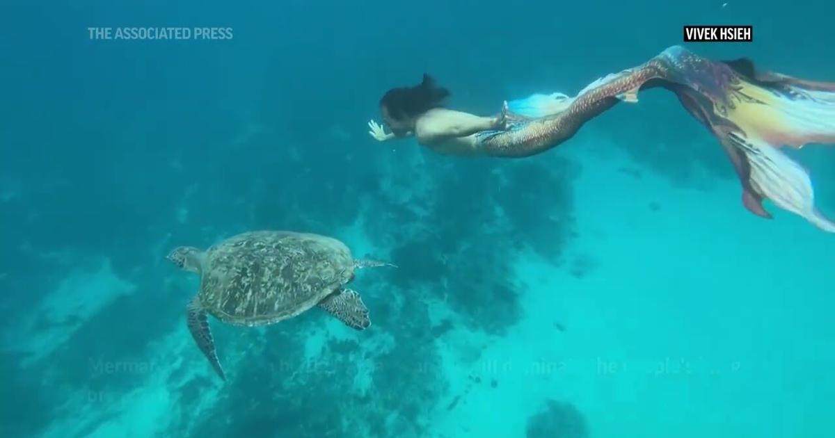 Real Mermen Meet the real-life mermen making a splash | | fltimes.com