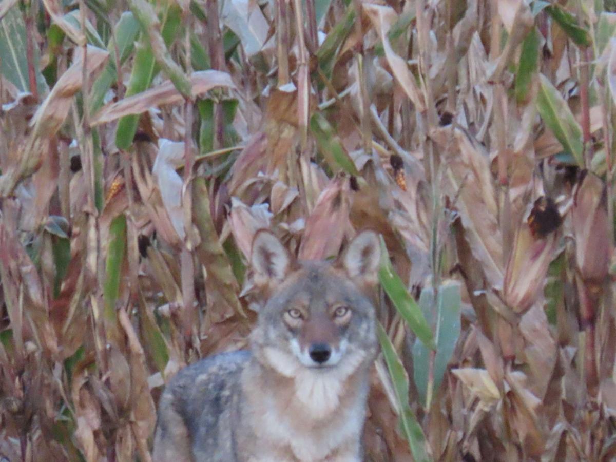 VIEWFINDER: Coyote