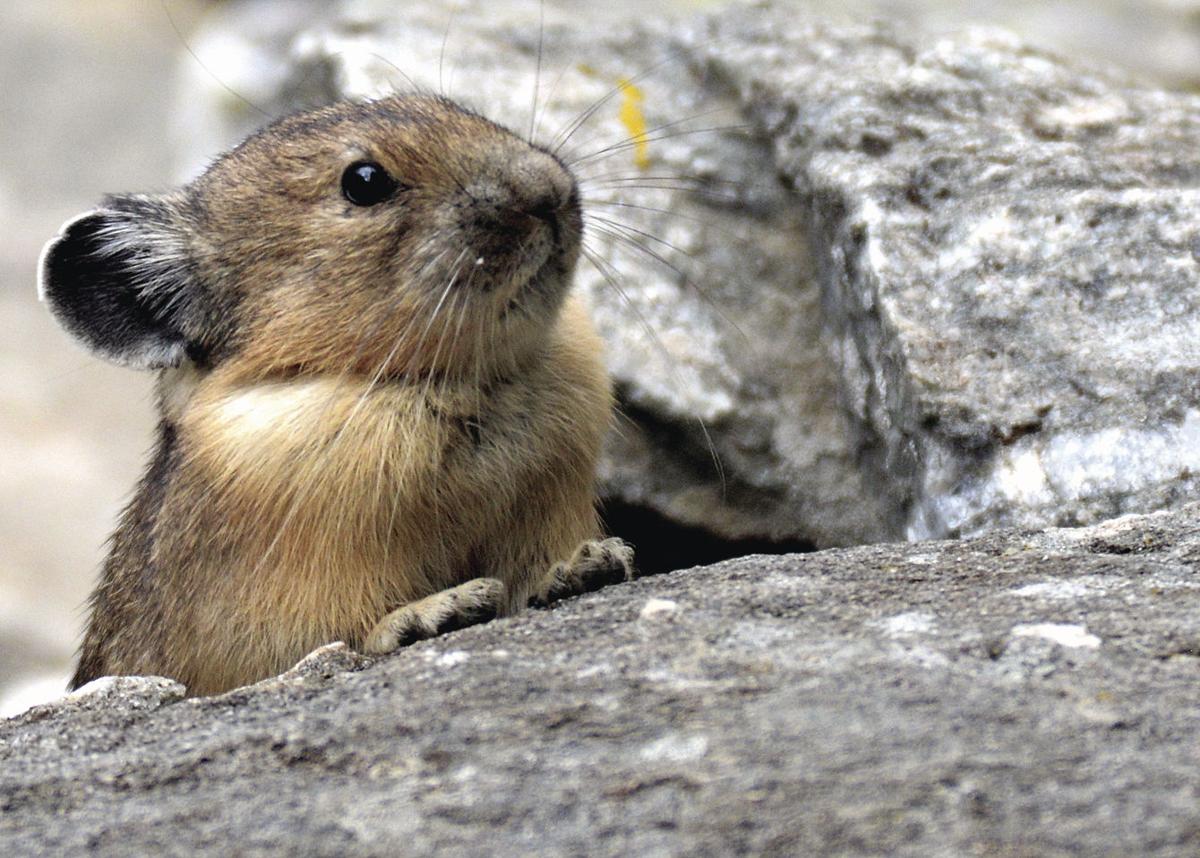 SPEAKING OF NATURE: Rabbits and pikas and hares, oh my! | Lifestyle ...
