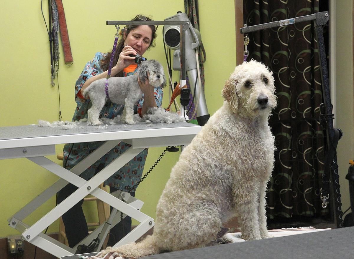 Business Of The Week Puppy Cut Hut Business Fltimes Com