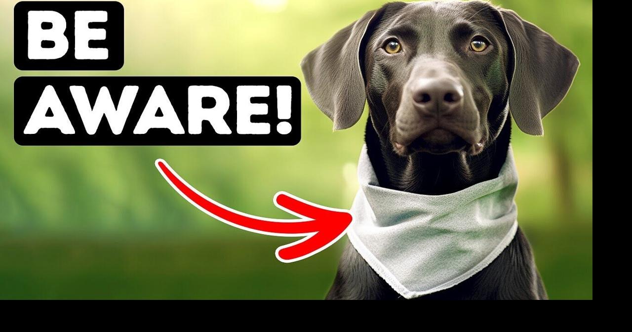 why-do-dogs-wear-bandanas-it-will-surprise-you-videos-fltimes