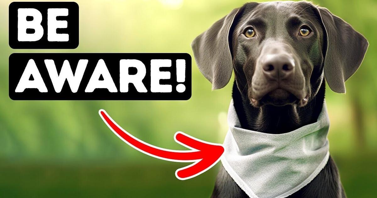 Why Do Dogs Wear Bandanas It Will Surprise You Videos Fltimes why-do-dogs-wear-bandanas-it-will-surprise-you-videos-fltimes