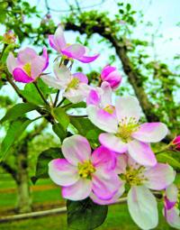 Apple Trees In Bloom Then It S Time For The Williamson Apple Blossom Festival Arts And Entertainment Fltimes Com