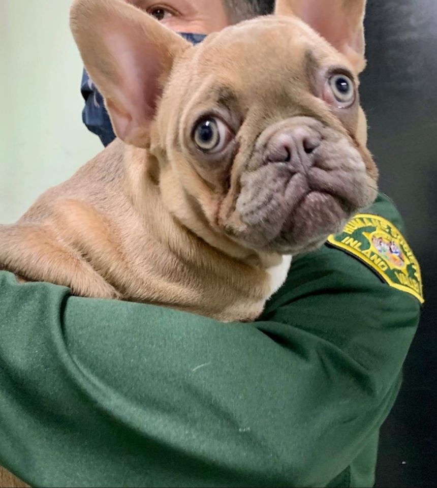 puppies inland empire