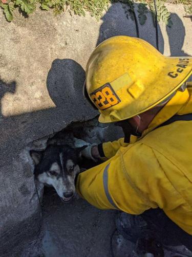 Dog is rescued after getting stuck in storm drain | Inland Empire News ...