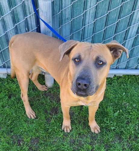 . County Board of Supervisors approves budget; New animal shelter will be built in Bloomington | Inland Empire News . County Board of Supervisors approves budget; New animal shelter will be built in Bloomington | Inland Empire News