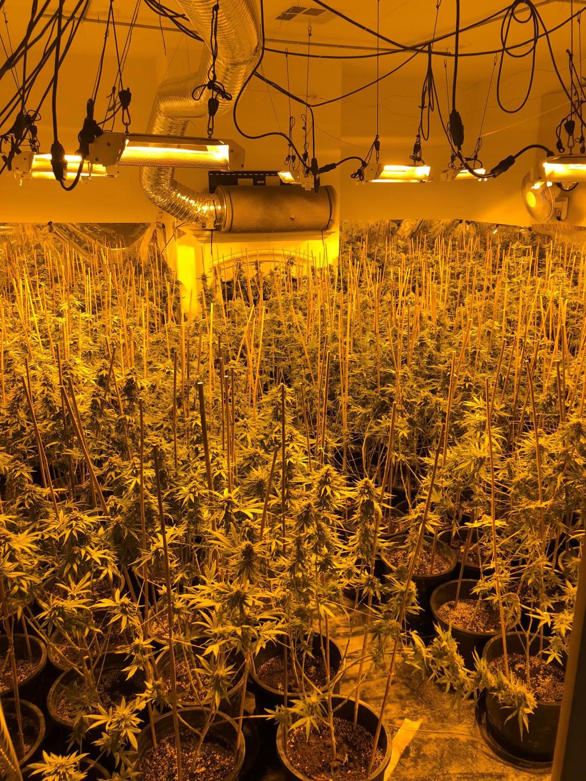 Authorities find 1,520 marijuana plants at two houses in ...