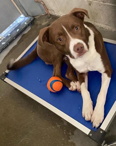 Live Large - Adopt a Big Dog' campaign will continue through Jan. 31 | News Live Large - Adopt a Big Dog' campaign will continue through Jan. 31 | News